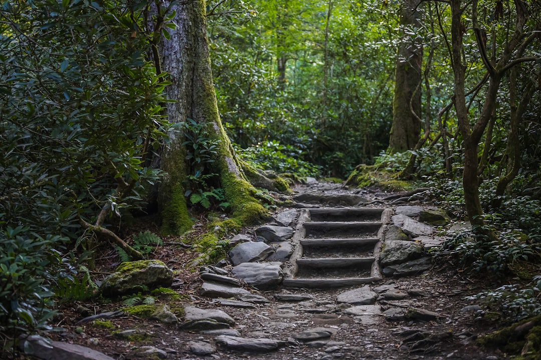 gray concrete stairs in the middle of the forest