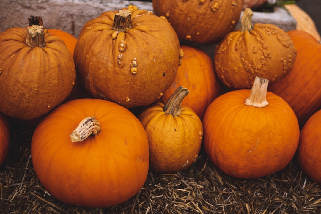 orange pumpkins on gray hay