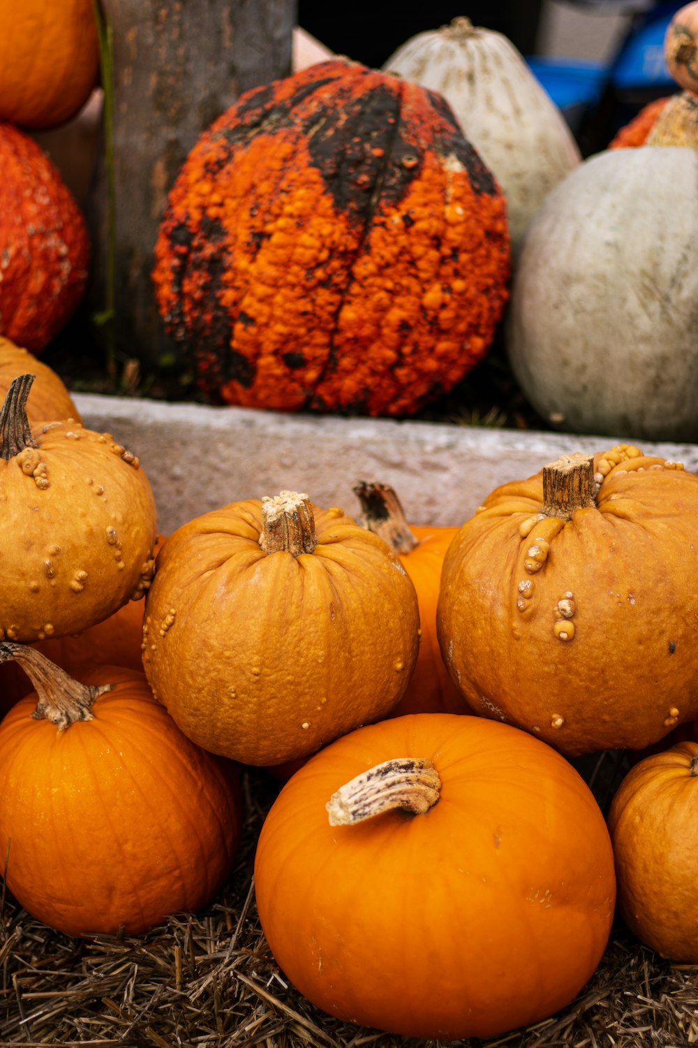 orange pumpkins on gray concrete floor