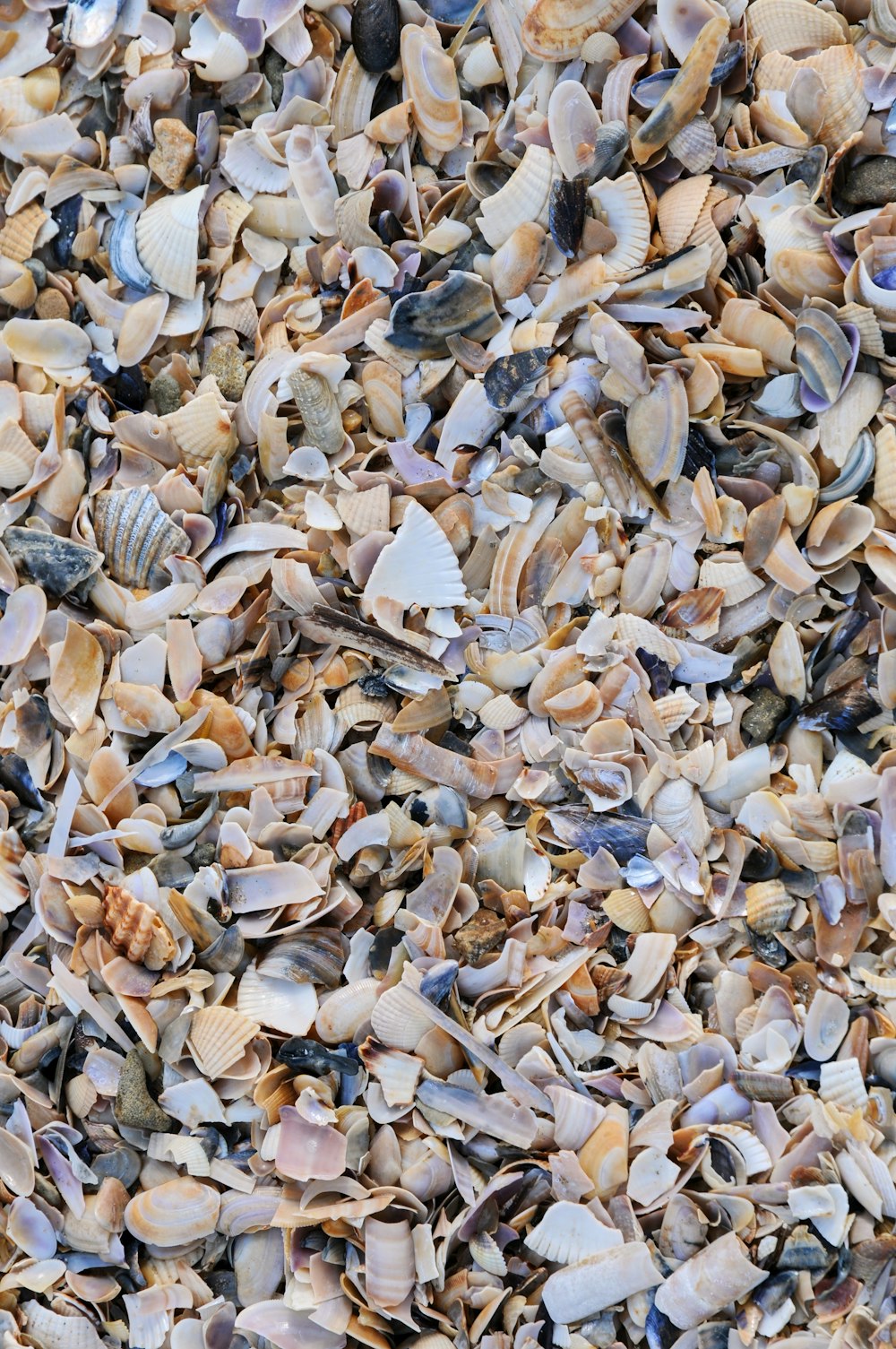 white and gray seashells on white sand