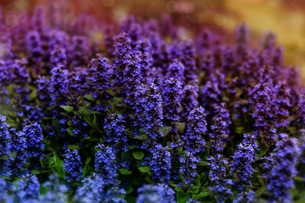 purple flowers in tilt shift lens