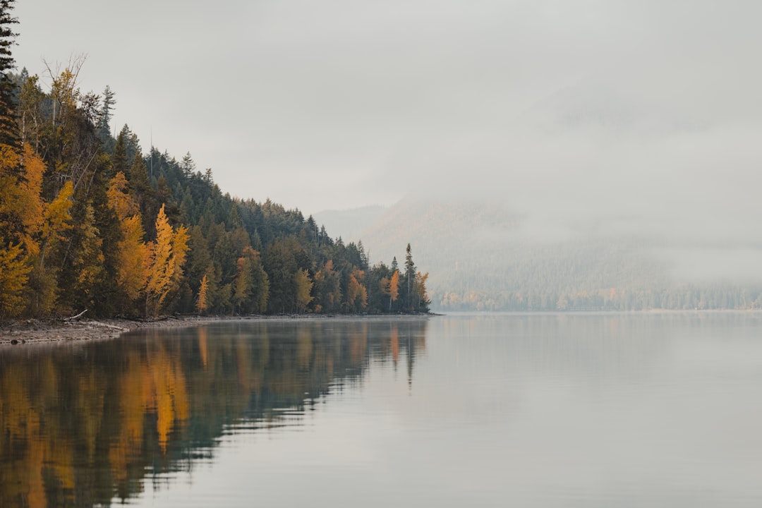 green and brown trees beside lake under white sky during daytime