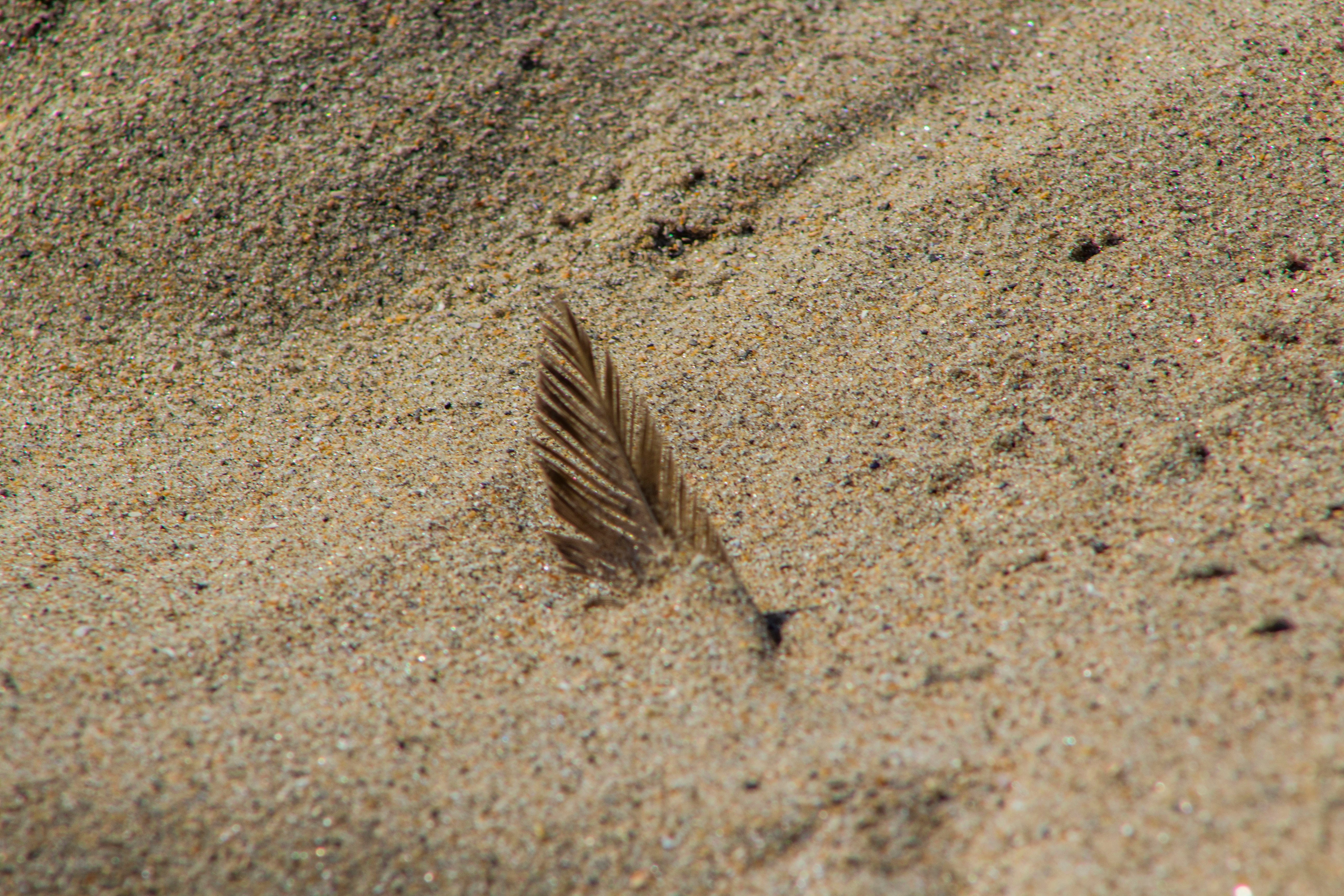 A single feather buried in the sand.