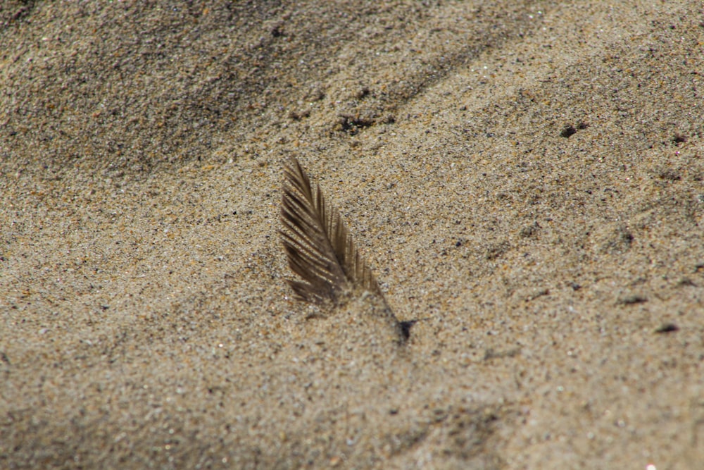 brown feather on brown sand