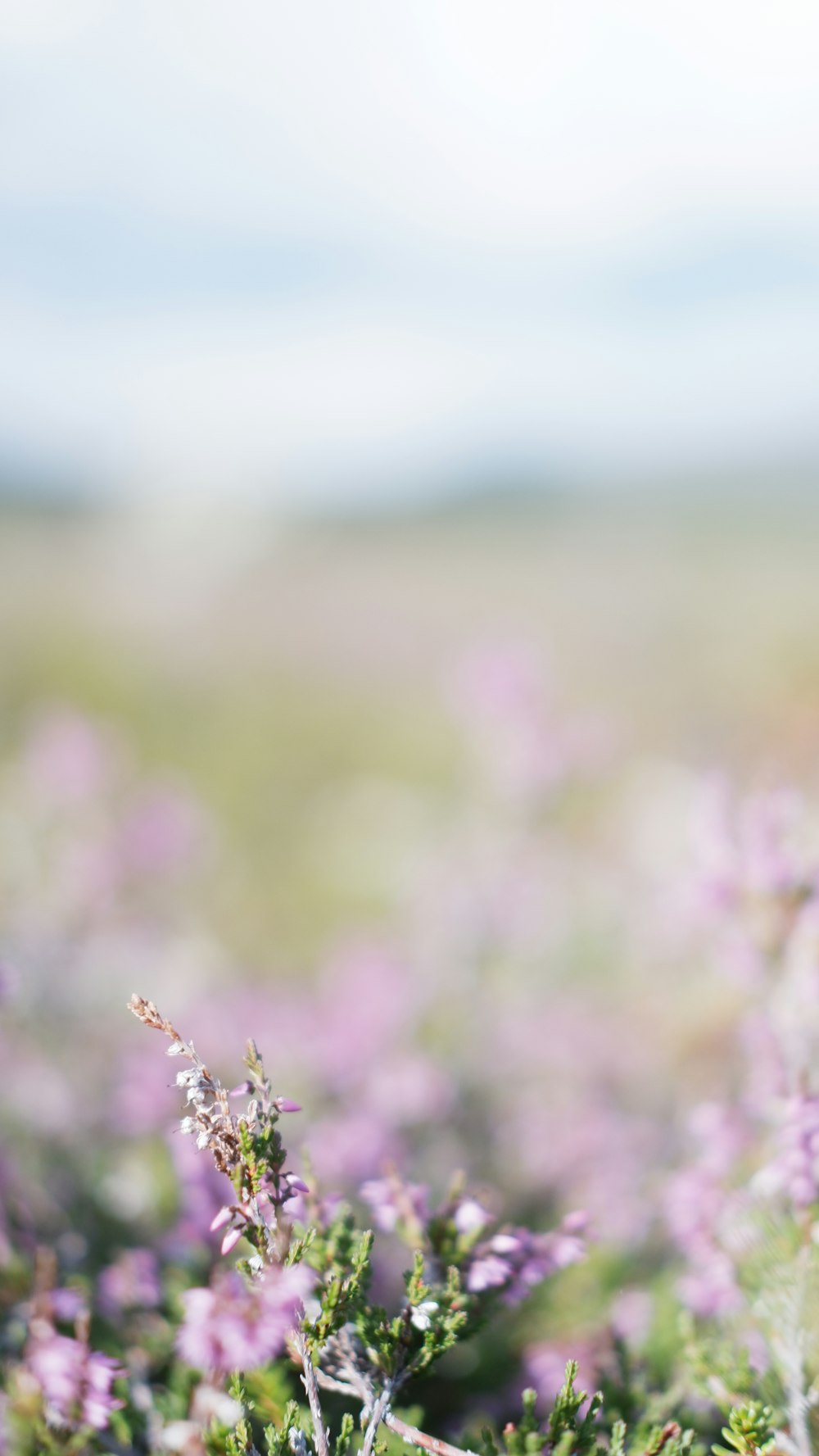 white flower in tilt shift lens