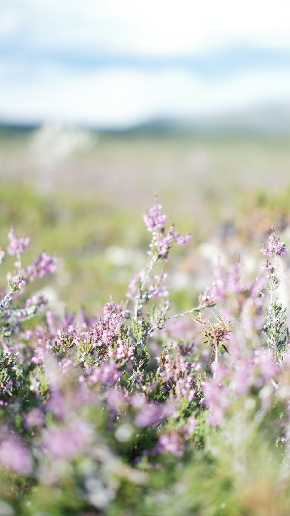 champ de fleurs violettes pendant la journée