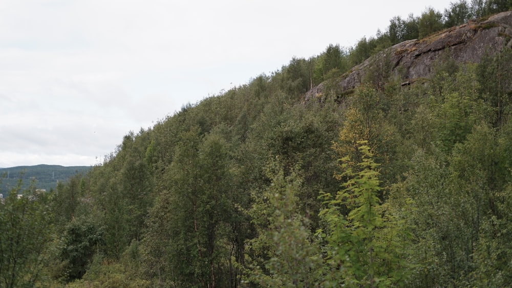 green trees on mountain under white sky during daytime