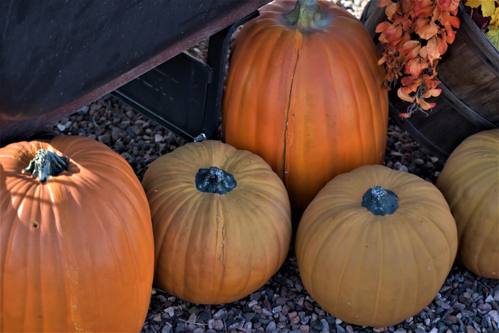 orange pumpkin on black and white pebbles