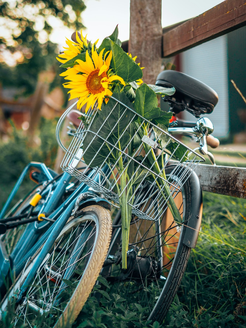 yellow sunflower on bicycle basket