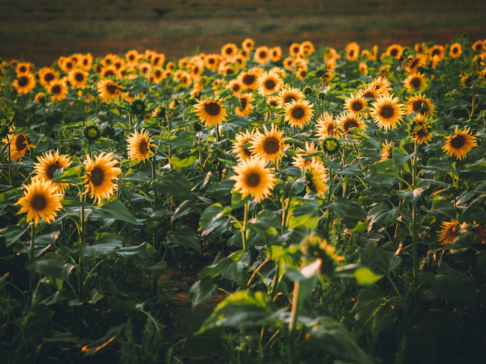 yellow sunflower field during daytime