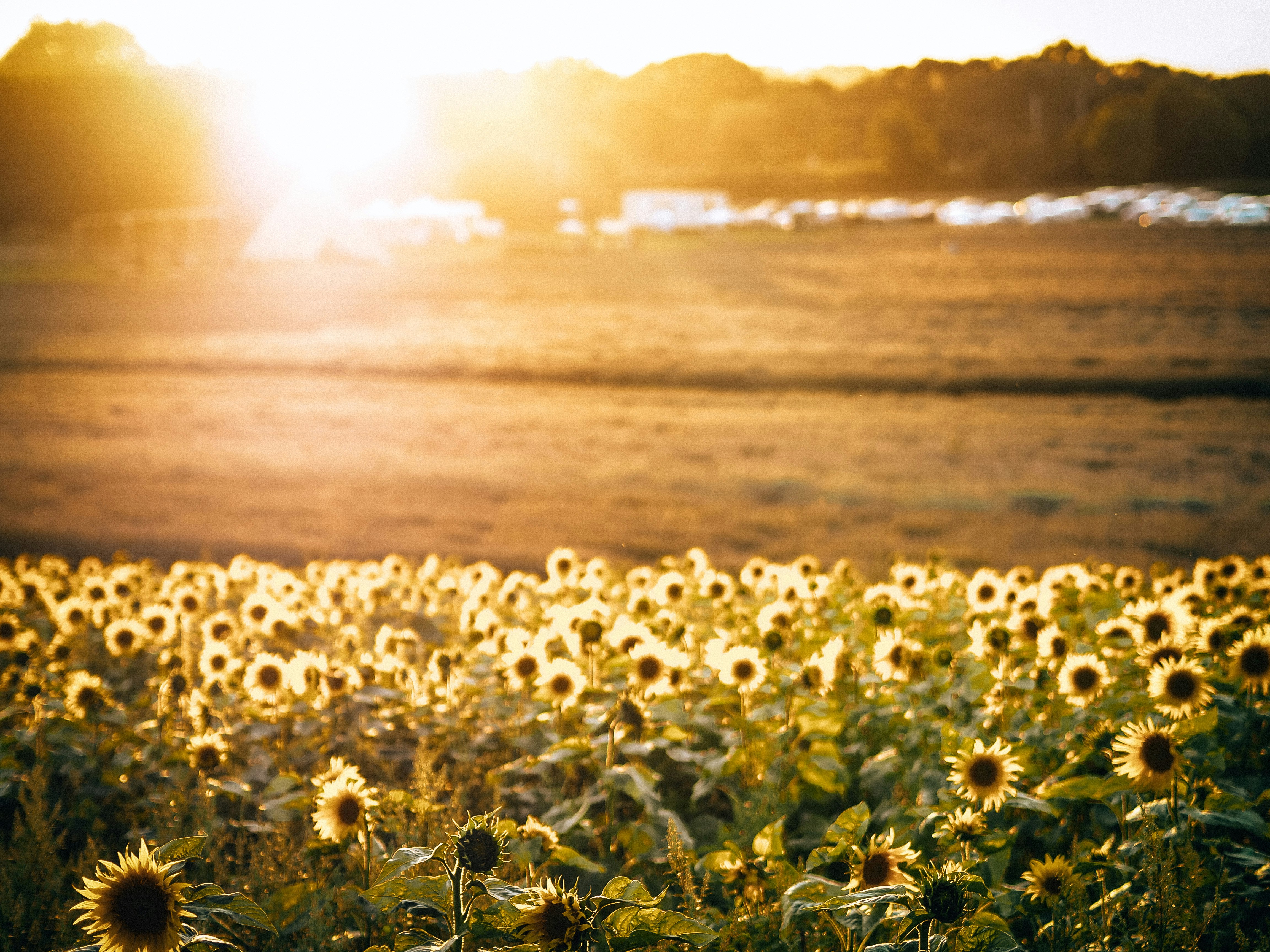 white flower field during sunset