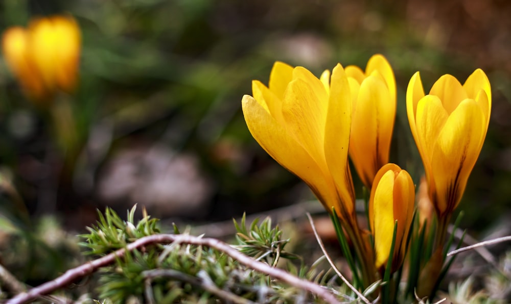 yellow flowers in tilt shift lens