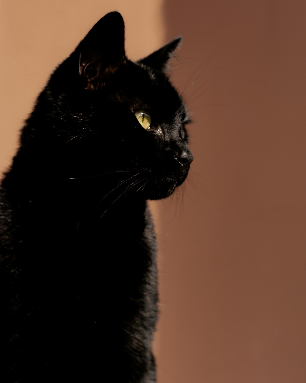 black cat in close up photography