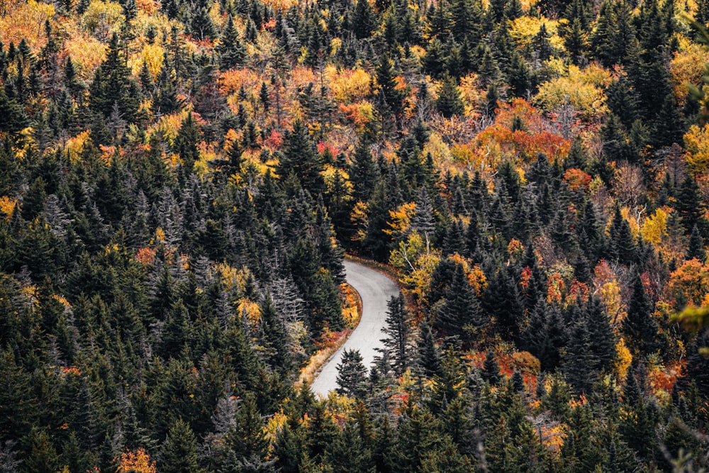 yellow and green trees during daytime