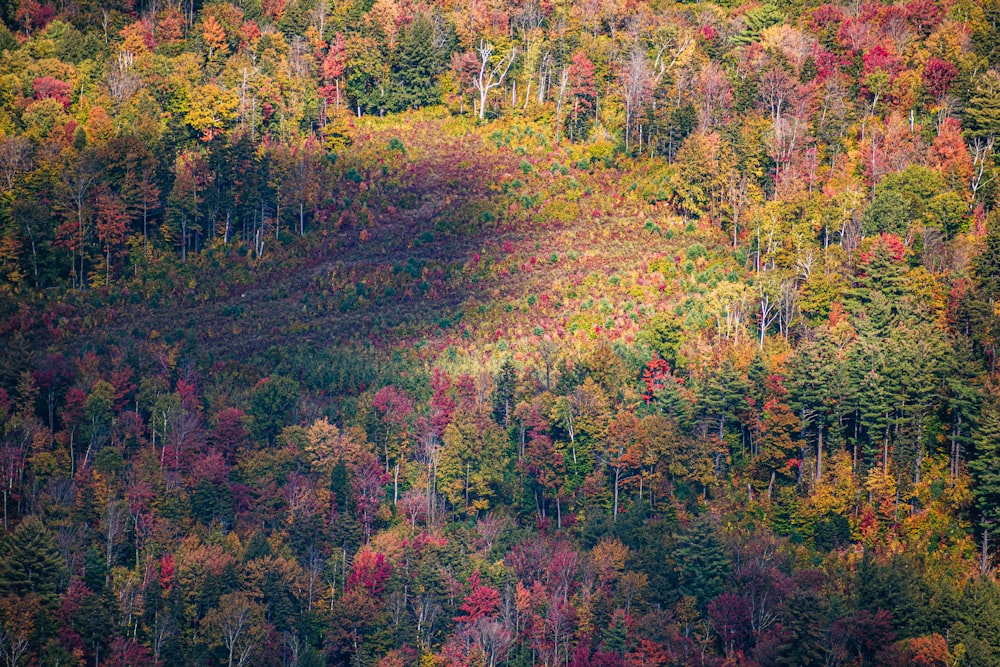 green and brown trees during daytime