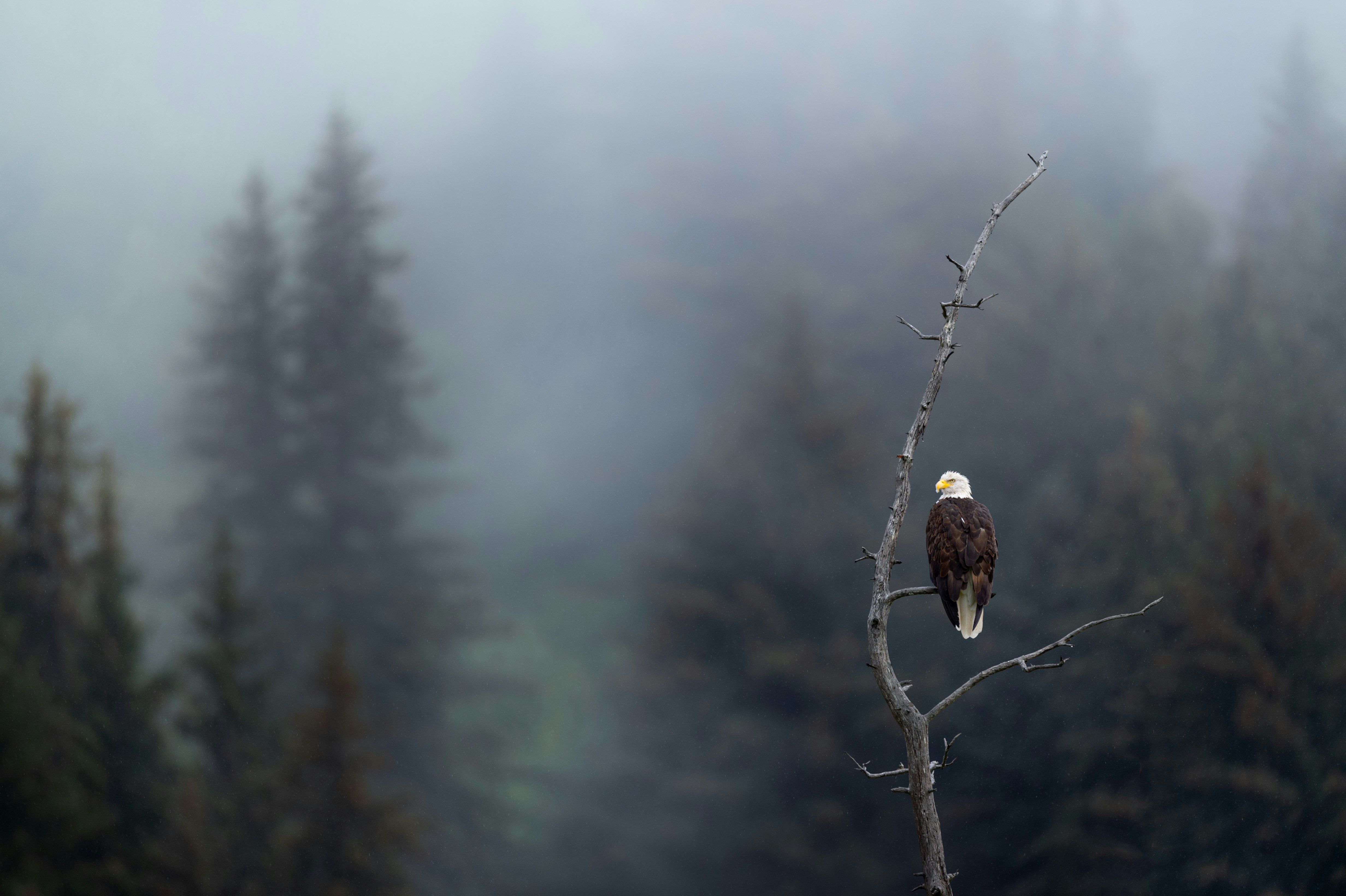 brown bird on tree branch during daytime