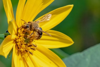 A close-up of a honeybee on a vibrant flower.