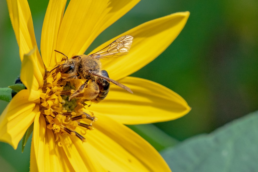 honeybee perched on yellow flower in close up photography during daytime