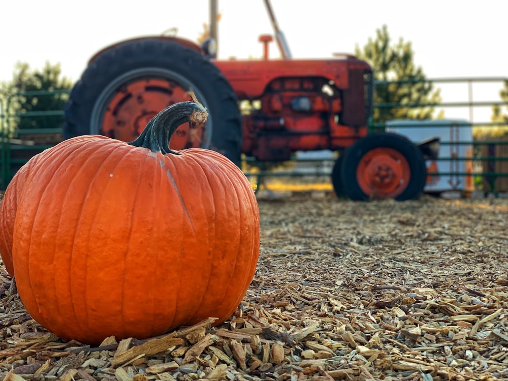 orange pumpkin on brown dried leaves