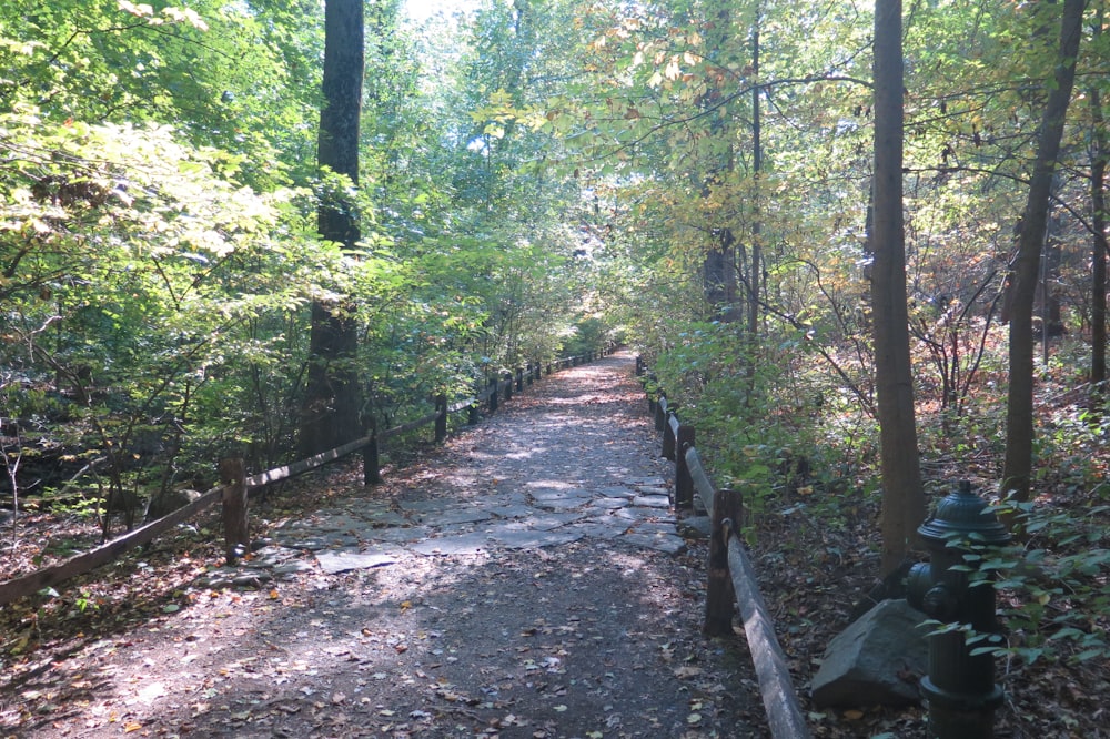 pathway between green trees during daytime