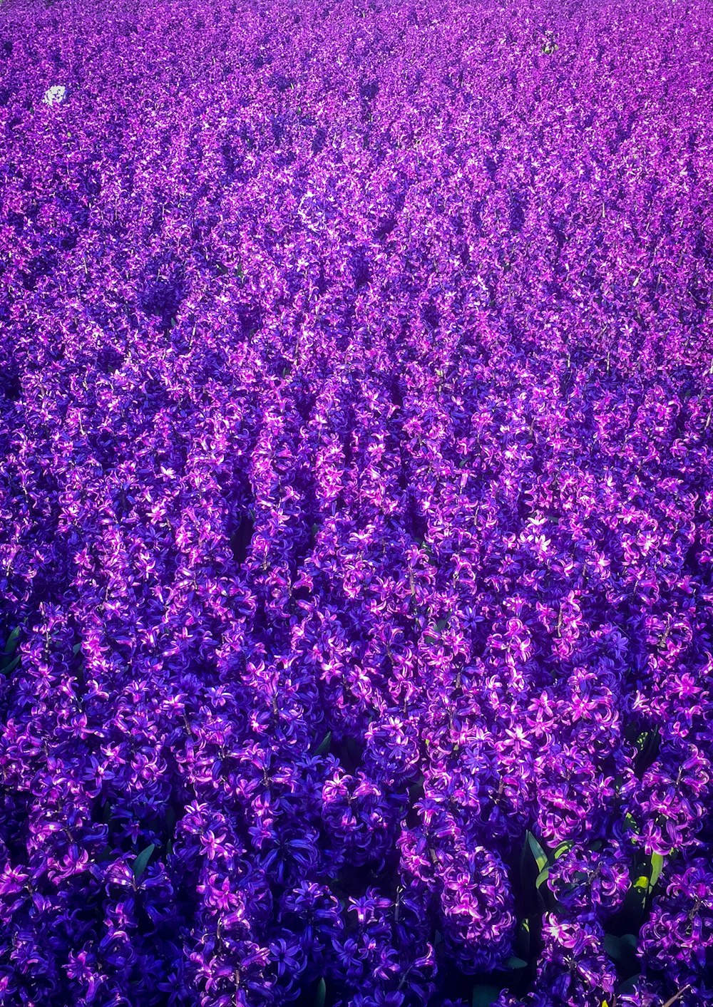 purple flower field during daytime