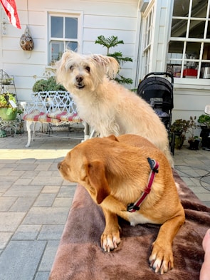 A patio setting with two dogs relaxing. The furthest dog has a fluffy, cream-colored coat and stands alert while looking at the camera. The nearest dog is brown with a short coat, lounging and looking to the side. The background includes a white house with windows, a striped bench, plants, and a stroller.