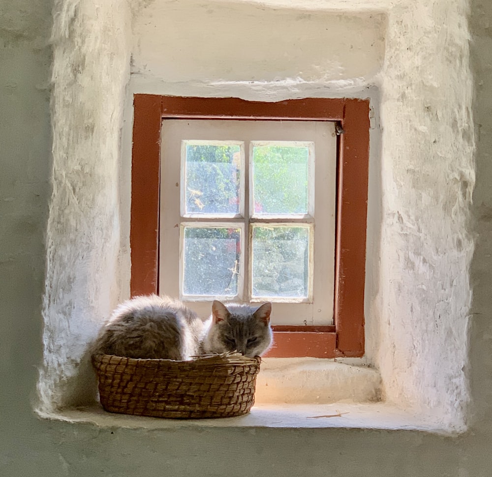 white and brown cat on brown woven basket