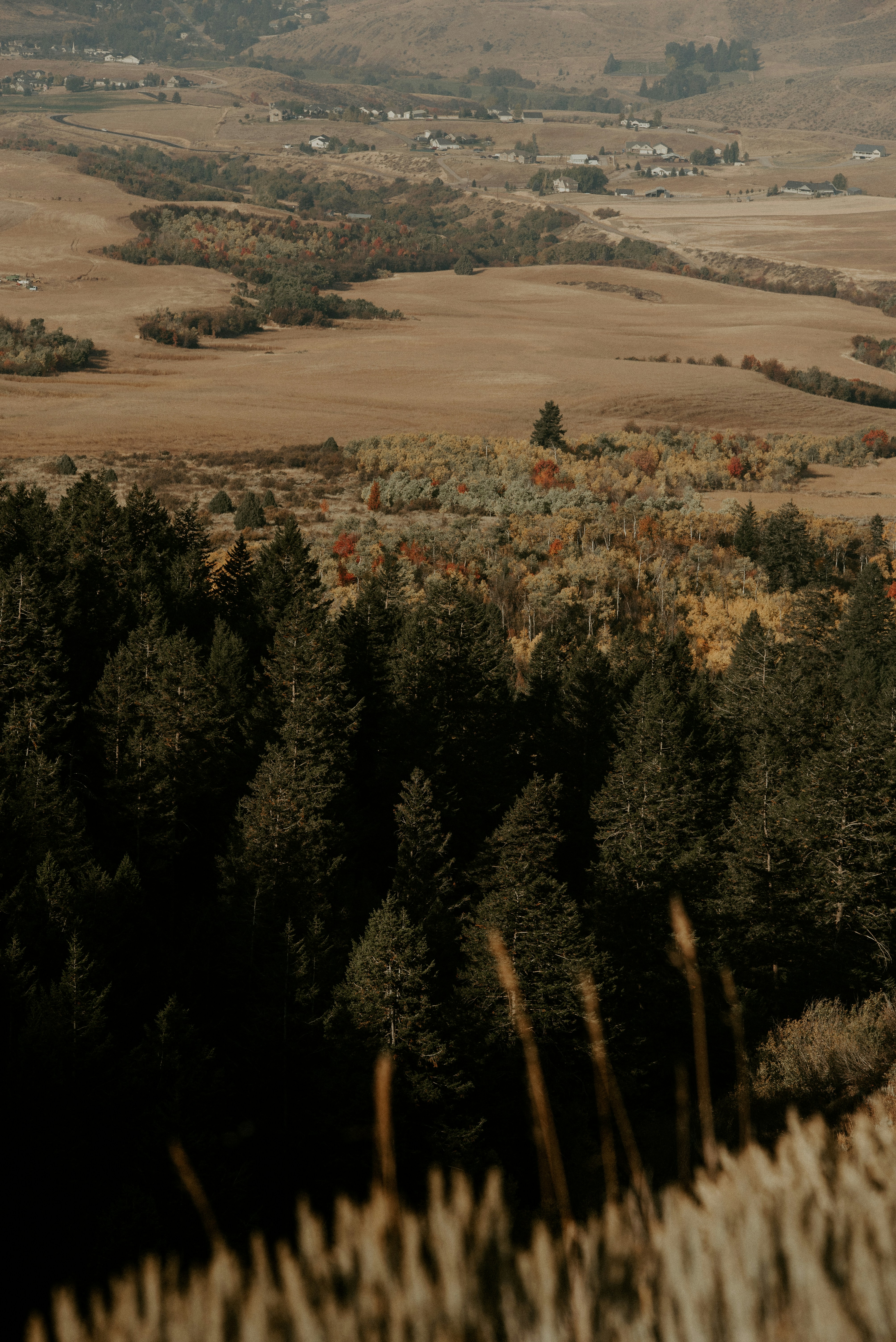 green trees on brown field during daytime