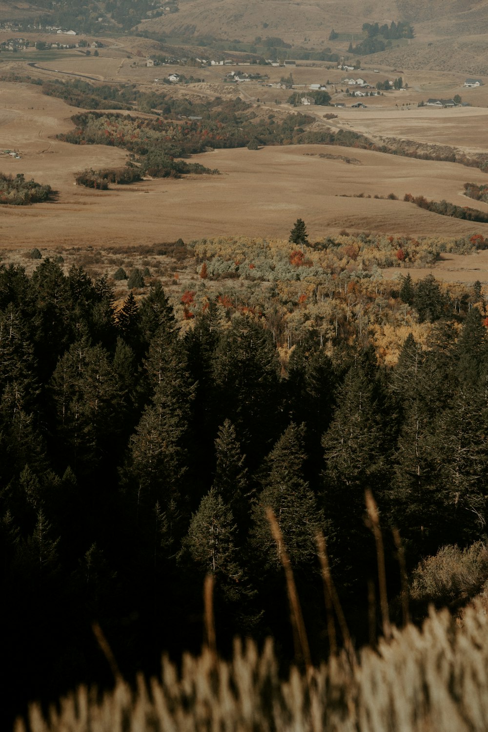 green trees on brown field during daytime