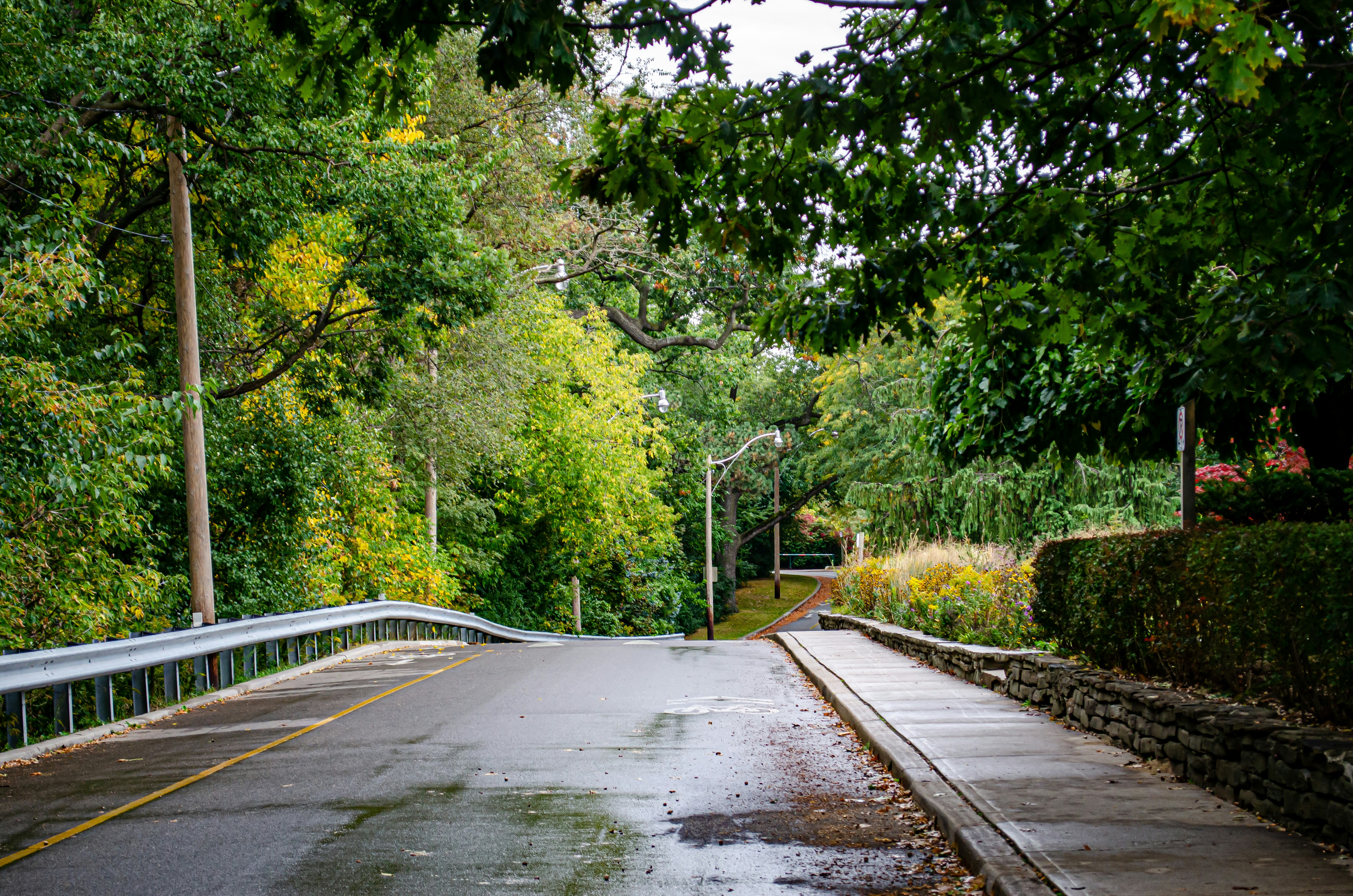 gray concrete road between green trees during daytime