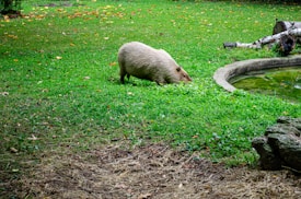 A capybara is grazing on lush green grass near a small pond. The surrounding area is a well-maintained grassy field with scattered fallen leaves and a few logs. The setting suggests a natural and serene outdoor environment.