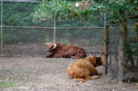 Two Highland cattle are resting on the ground. They are in an enclosed area with a chain-link fence and surrounded by trees and greenery. The cattle have long horns and shaggy coats.