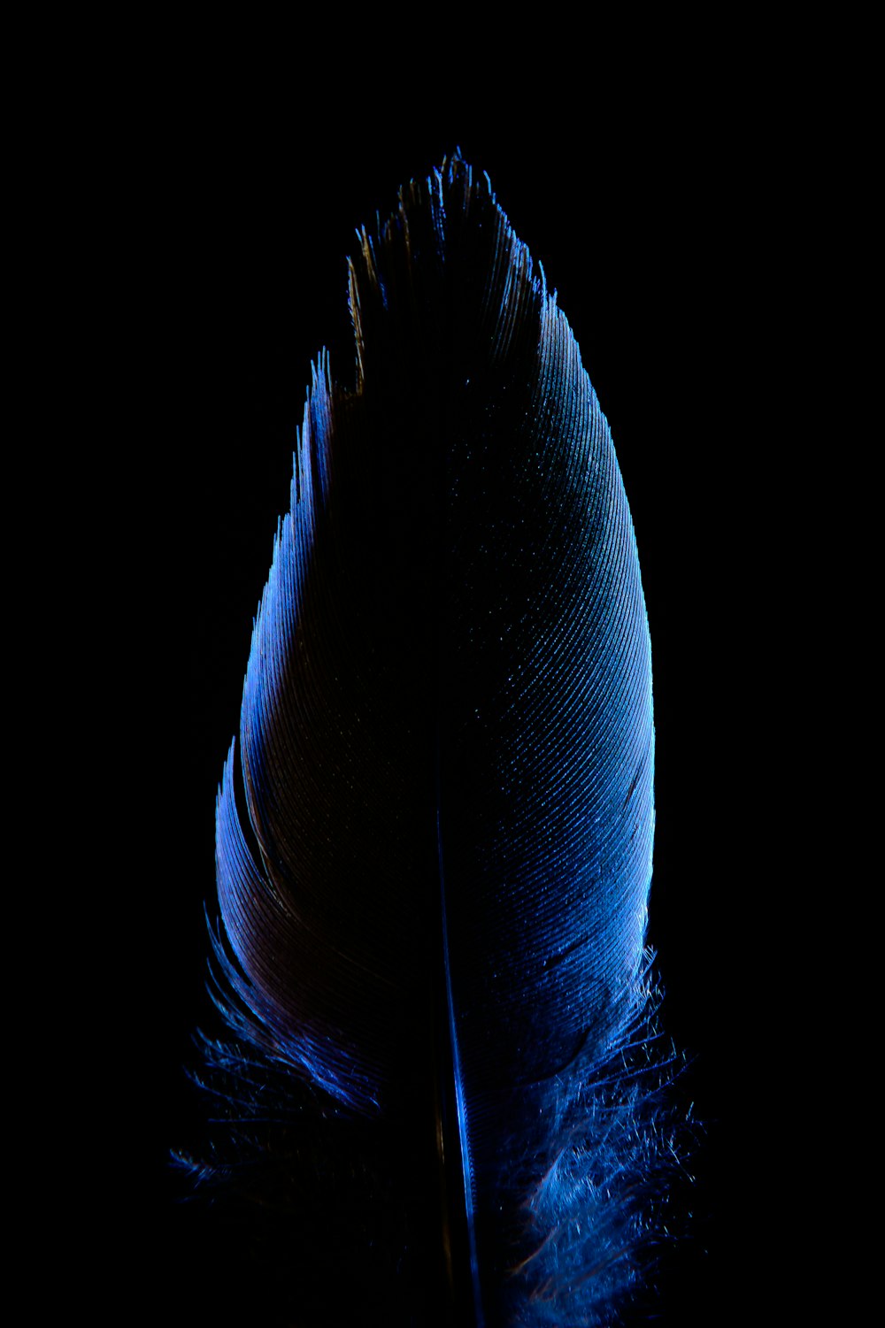 Blue Feather Pictures  Download Free Images on Unsplash