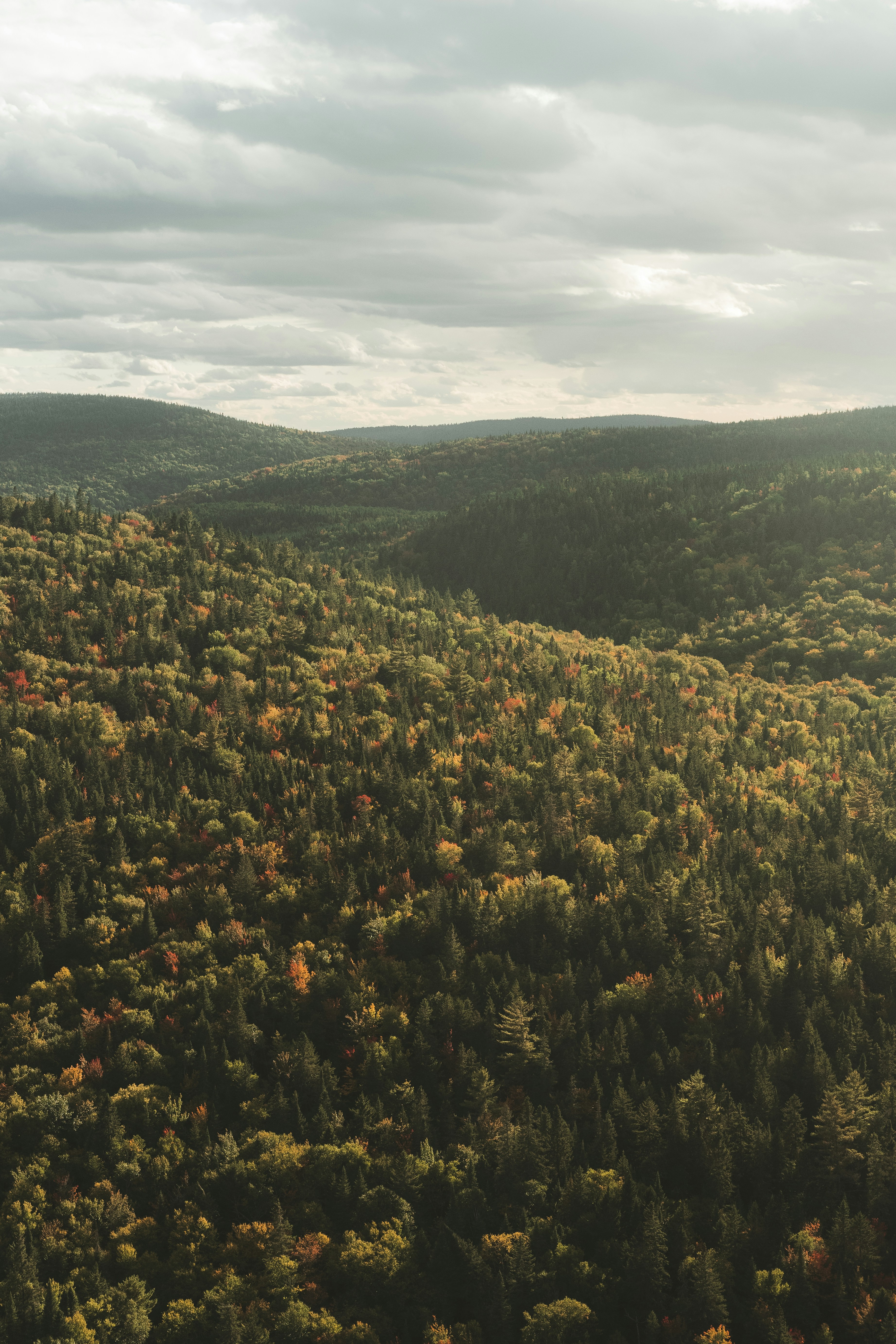 grüne und braune Bäume unter weißen Wolken tagsüber
