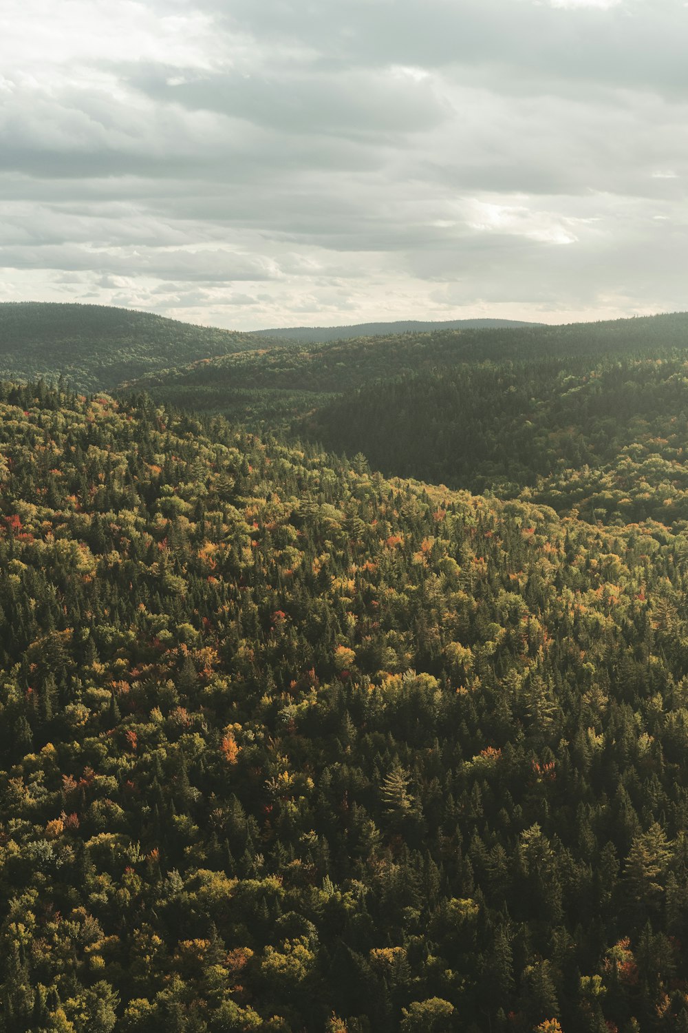 green and brown trees under white clouds during daytime