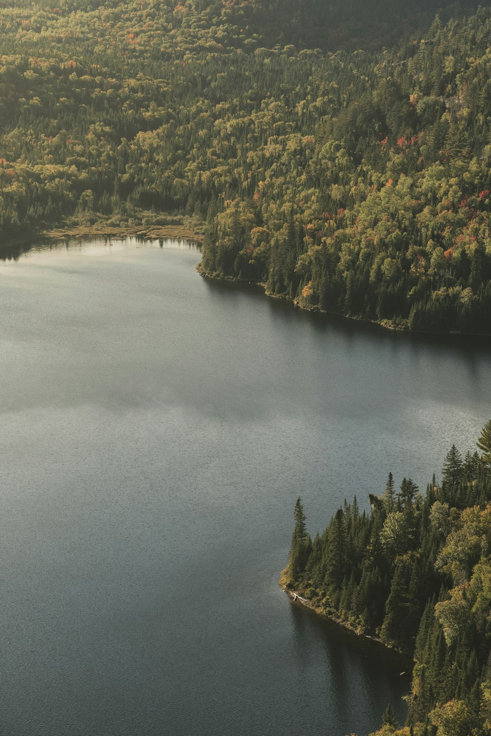 green trees beside lake during daytime