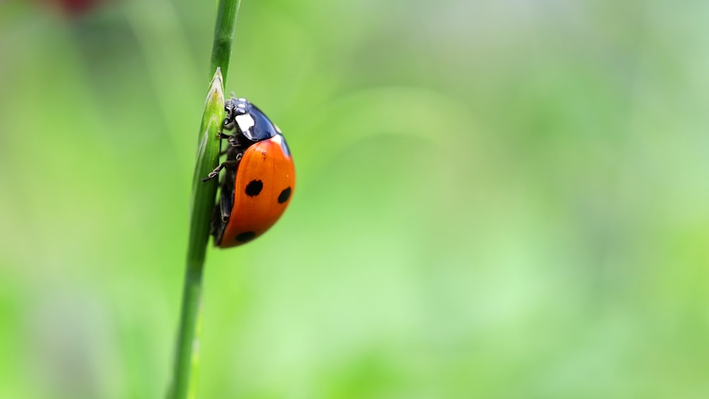 red and black ladybug on green stem in tilt shift lens