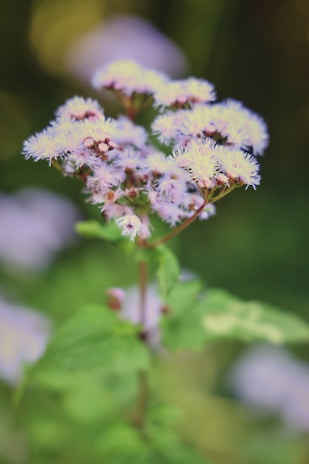 Close-up of delicate lavender flowers resting on a clean white surface with a hint of green leaves.