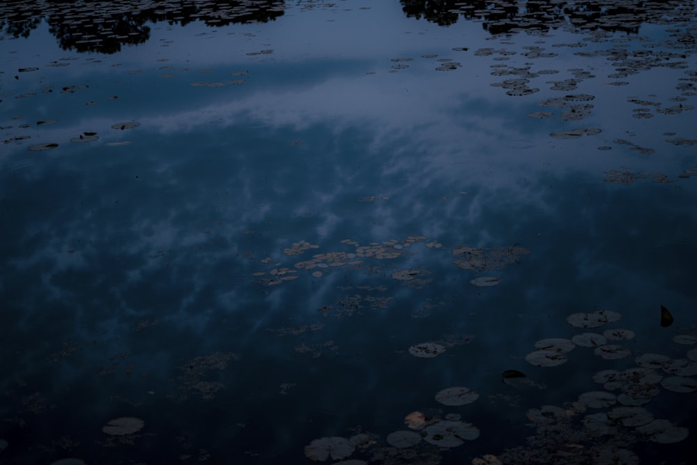 brown and black stones on water