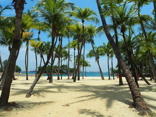 coconut trees on beach during daytime in Sentosa Singapore