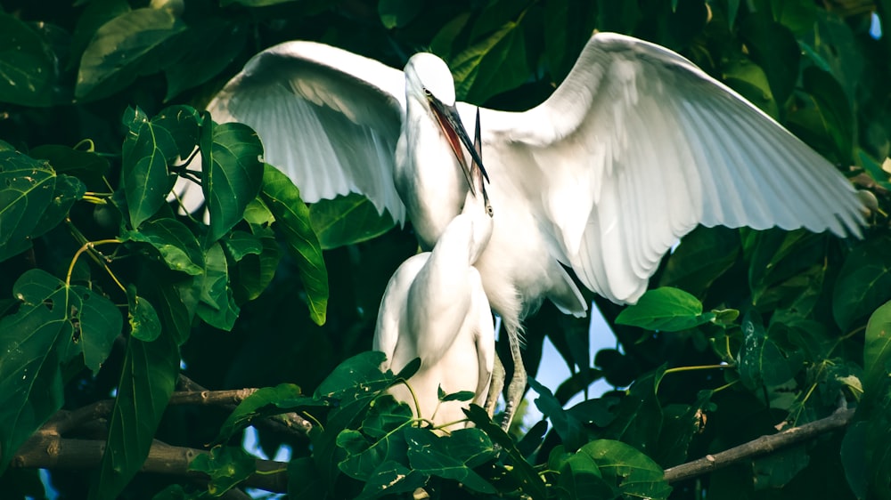 Weißer Vogel auf grüner Pflanze