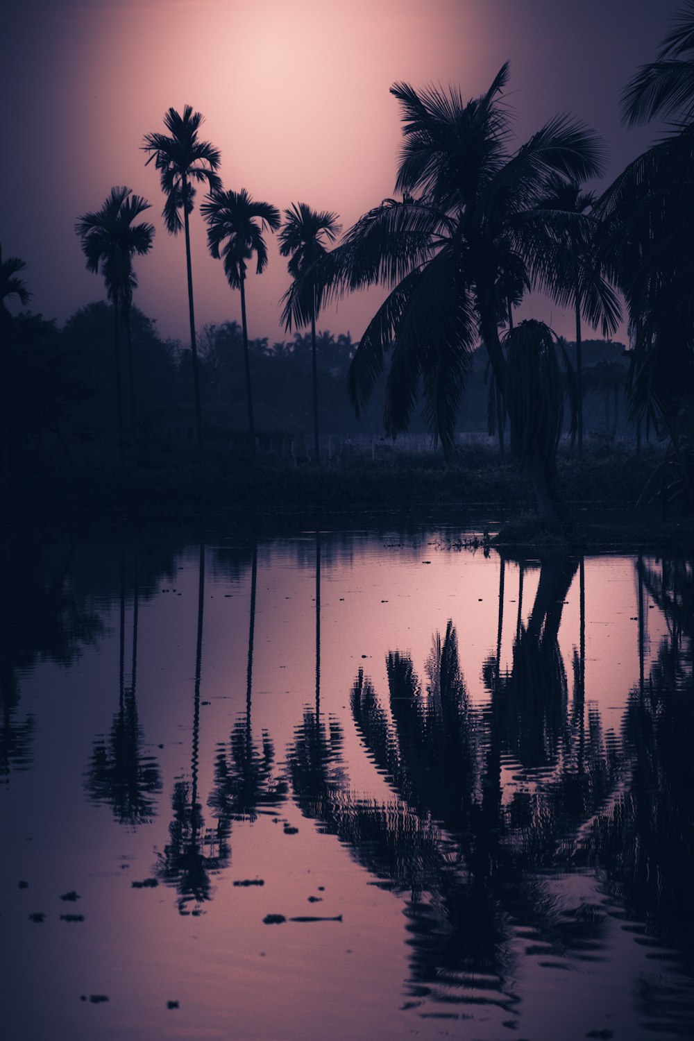 silhouette of trees near body of water during sunset