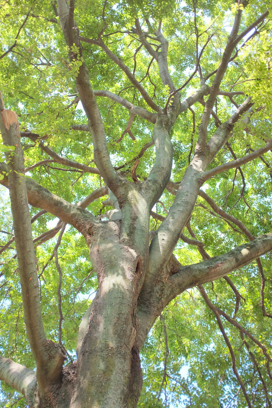 green and brown tree during daytime