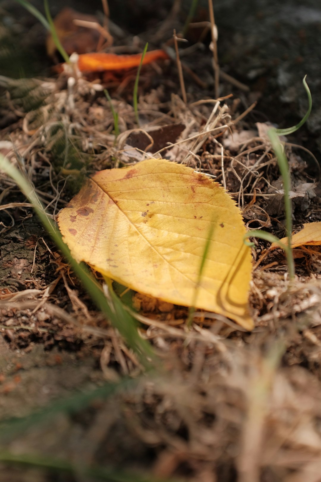 yellow leaf on brown dried leaves