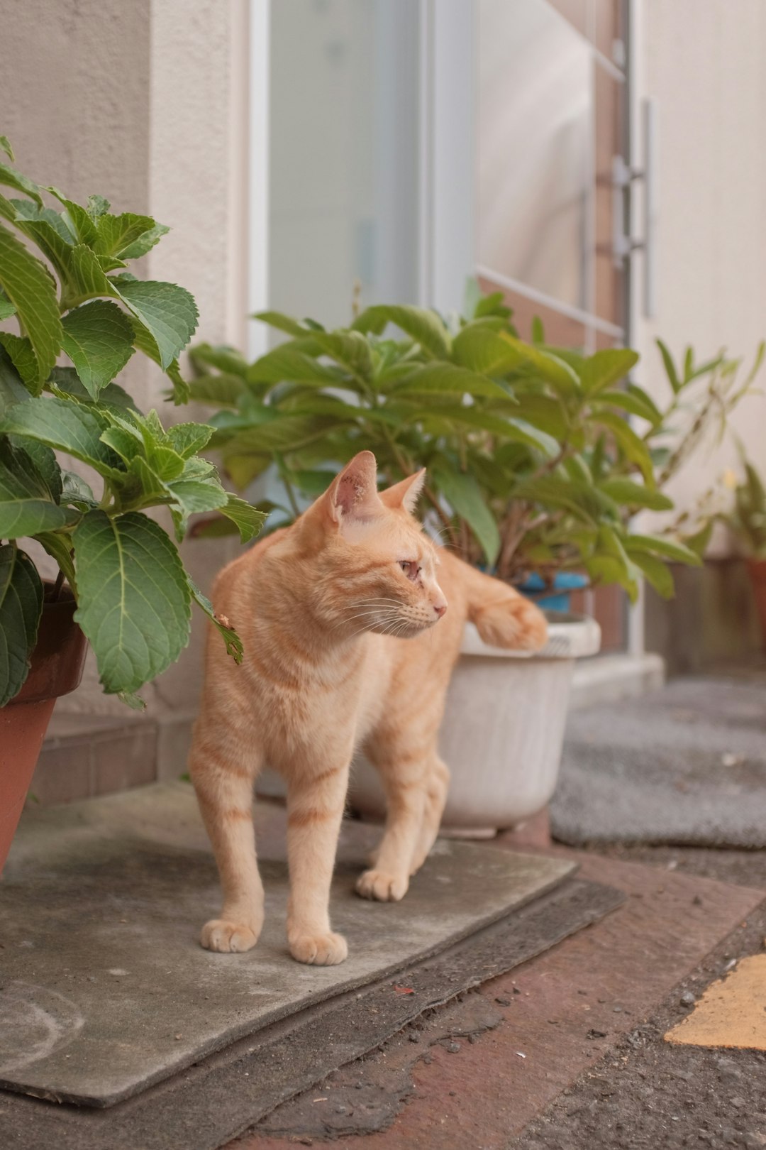 orange tabby cat near green plant