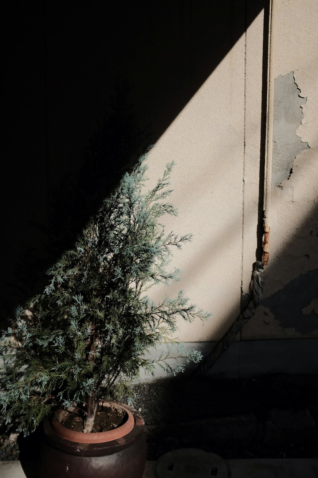 green plant beside white wall