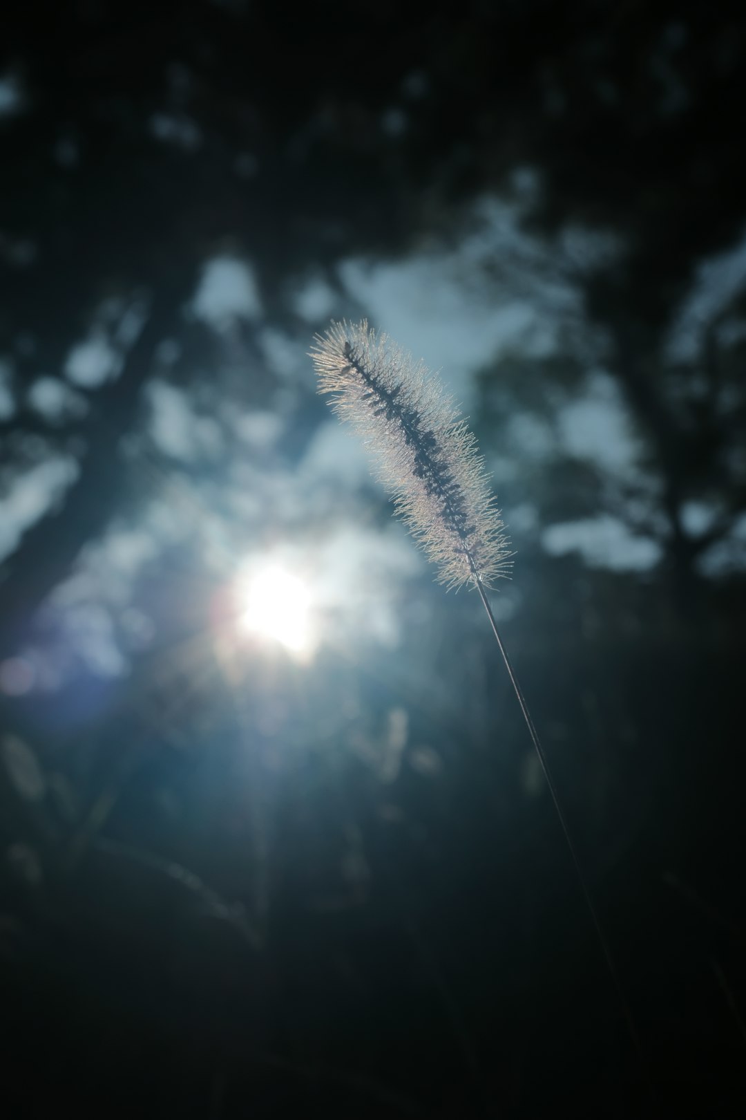 white dandelion flower in close up photography