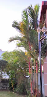 Tall palm trees with red stems are planted near a building. A pair of street lamps are visible next to the trees. The background includes additional greenery, such as shrubs and a fence, under a clear sky.