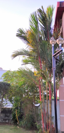 Tall palm trees with red stems are planted near a building. A pair of street lamps are visible next to the trees. The background includes additional greenery, such as shrubs and a fence, under a clear sky.
