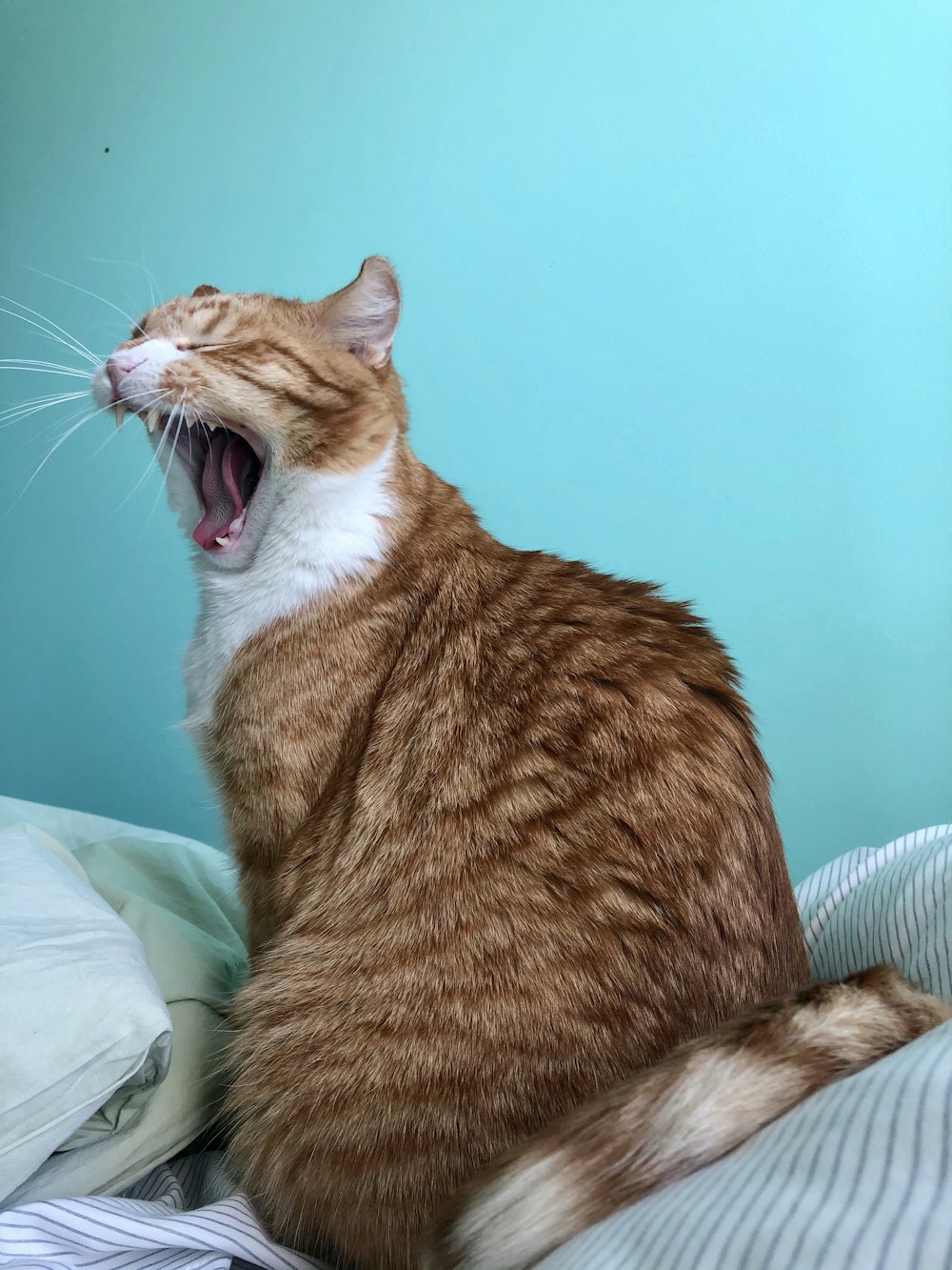 orange tabby cat on white textile